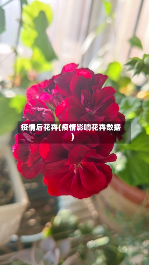 疫情后花卉(疫情影响花卉数据)-第2张图片